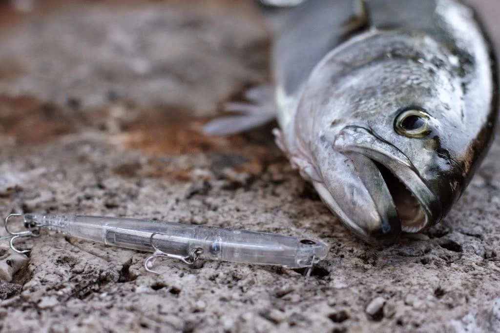 Duo Bay Ruf Manic 75 Ccc0416 Ghost Clear Bachi