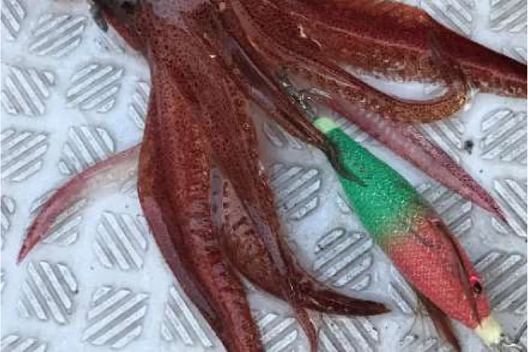 Yamashita Suihei Dropper 70 No:936 Kalamar Zokası 7cm.