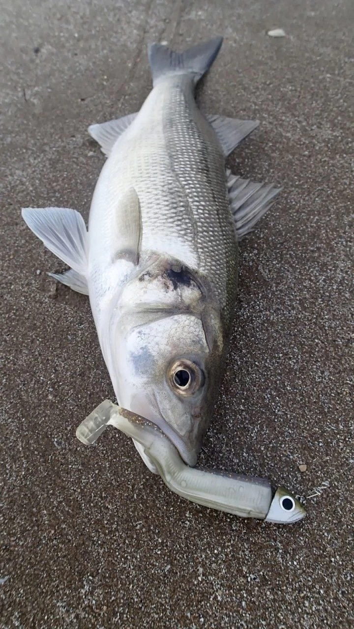 Fiiish Bm140/4 Bm3022 Combo Offshore 40gr. Pink Silikon