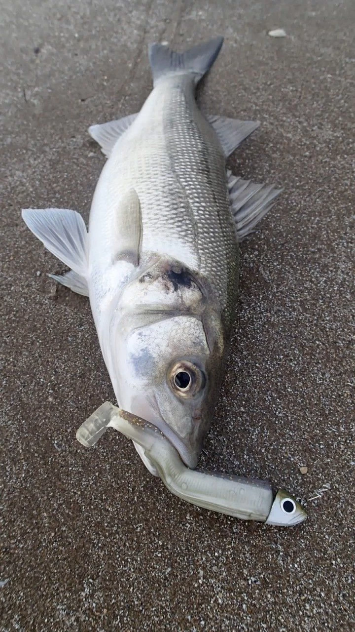 Fiiish Bm140/4 Bm3120 Combo Deep 60gr. Fluo Pink Silikon