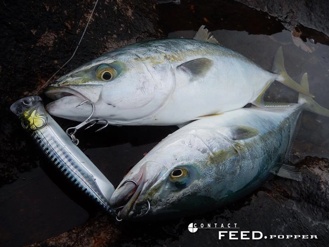 Tackle House Feed Popper 120 No:02 Maket Balık